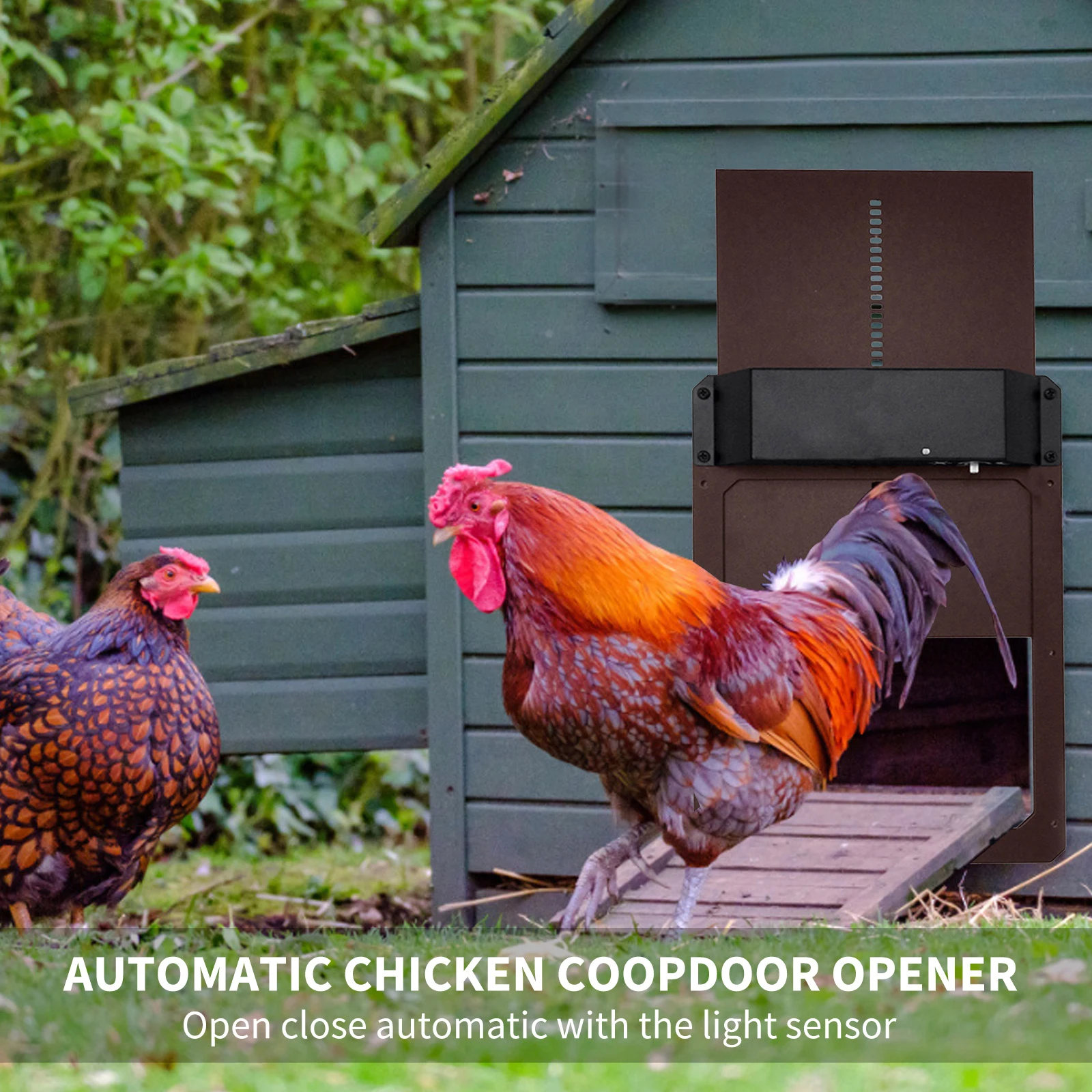 Automātiskā Chicken Coop, Durvis ar Gaismas Sensoru Augstās&Zemas Temperatūras Izturīgs Ūdensnecaurlaidīgs&Izturīgu Putnu Aizsardzības Durvīm 3